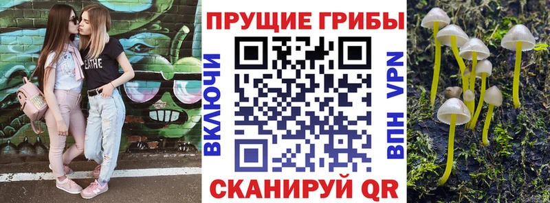 продажа наркотиков  Циолковский  Галлюциногенные грибы Psilocybine cubensis 